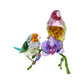 Swarovski 2024 SCS Gouldian Fi