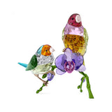 Swarovski 2024 SCS Gouldian Fi