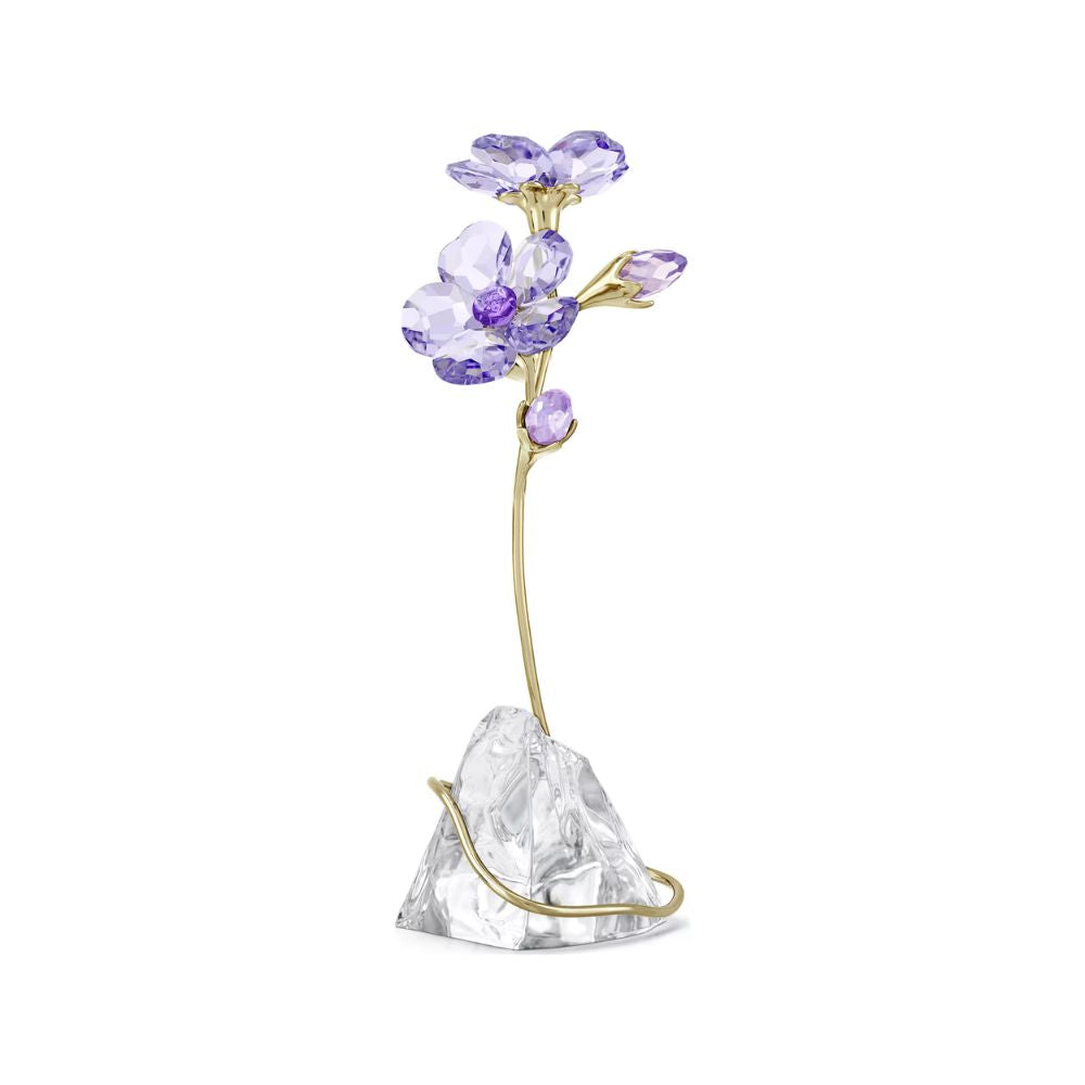 Florere Rozanne Purple Flower